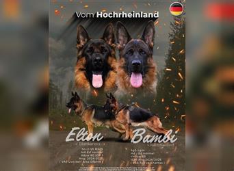 Deutscher Schäferhund Welpen 