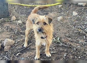 Charly: Cairn Terrier Mischling