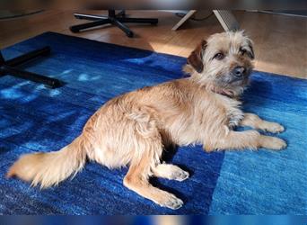 Charly: Cairn Terrier Mischling