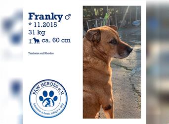 Wundervoller, ältere Rüde FRANKY sucht seine Familie!