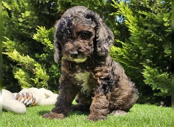 Cavapoo welpen