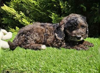 Cavapoo welpen