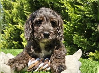 Cavapoo welpen