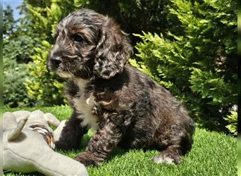 Cavapoo welpen