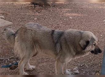 Freundliche Vega sucht ein Herdenschutzhund geeignetes Zuhause
