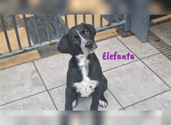 Elefanta 09/2023 (ESP Pflegestelle) - verschmuste, soziale Labrador-Dalmatiner-Mix Welpin!