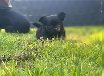 Chihuahua langhaar Welpen aus Top Aufzucht schoko und Black