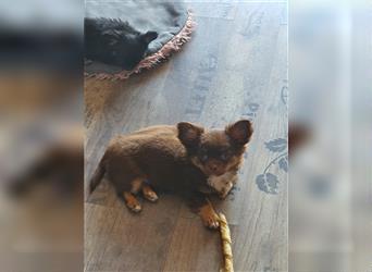 Chihuahua langhaar Welpen aus Top Aufzucht schoko und Black