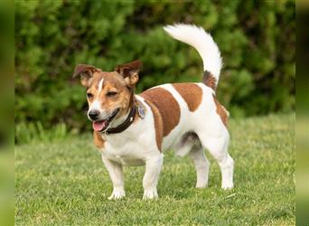 Jack Russel Terrier Welpe kurzbeinig mit glattem Fell