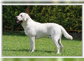 Labradordeckrüde weiß mit AKC -Papieren (decksicher)