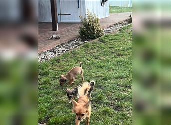 Chihuahua-Welpen suchen ein neues Zuhause