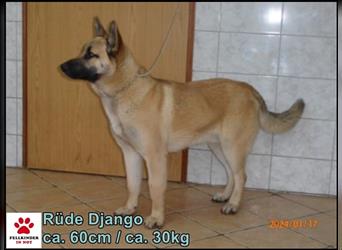 Django junger Schäferhund Mischlingsrüde Mischling Rüde sucht Zuhause oder Pflegestelle