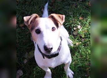 Pitti, Jack Russel Terrier, geb. 2018, kleiner Enzelgänger sucht ruhiges Zuhause