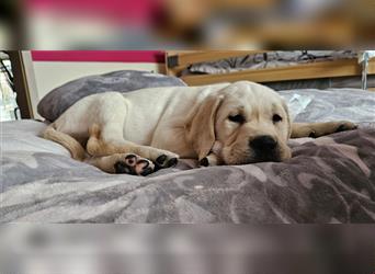 Wundervolle Labradorwelpen suchen ein Zuhause