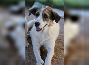 Disney, geb. ca. 03/2021, lebt in GRIECHENLAND, auf einem Gelände, Hunde werden notdürftig versorgt