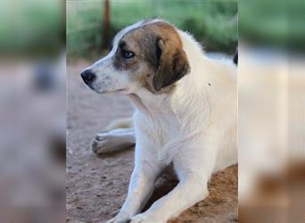 Disney, geb. ca. 03/2021, lebt in GRIECHENLAND, auf einem Gelände, Hunde werden notdürftig versorgt