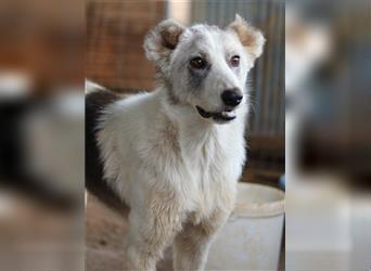 Drea, geb. ca. 09/2020, lebt in GRIECHENLAND, auf einem Gelände, Hunde werden notdürftig versorgt