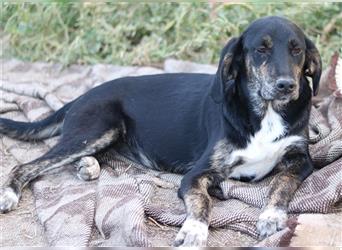 Novalina, geb. ca. 03/2022, lebt in GRIECHENLAND, auf einem Gelände,Hunde werden notdürftig versorgt