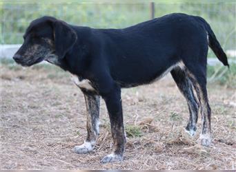 Novalina, geb. ca. 03/2022, lebt in GRIECHENLAND, auf einem Gelände,Hunde werden notdürftig versorgt