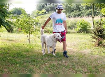 BALDOIN - der freundliche und aufgeschlossene Rüde sucht Menschen mit Hundeerfahrung