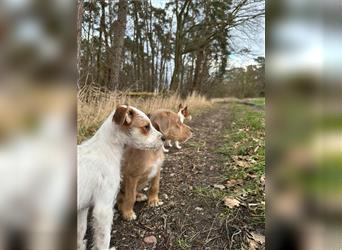 Terrier Welpen suchen ein Zuhause