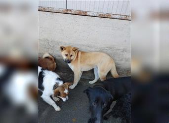 Charlie Akita Inu Mischlingsrüde Mischling Rüde Junghund sucht Zuhause oder Pflegestelle
