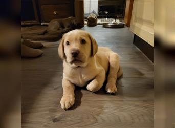 Labrador Welpen in weiß, blond, champagner, creme, charcoal