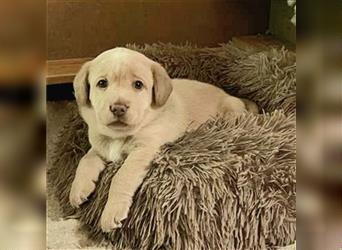 Labrador Welpen in weiß, blond, champagner, creme, charcoal