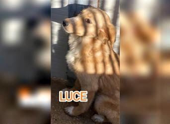 Luce- kleiner Sonnenschein für die ganze Familie