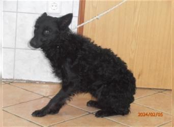 Millie kroatische Schäferhund Mischlingshündin Mischling Hündin Junghund sucht Zuhause