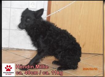 Millie kroatische Schäferhund Mischlingshündin Mischling Hündin Junghund sucht Zuhause
