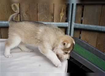 Sandros Leisha Dog (Wolfsschäferhund, robust, nicht aggressiv, familientauglich)