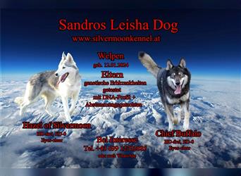 Sandros Leisha Dog (Wolfsschäferhund, robust, nicht aggressiv, familientauglich)
