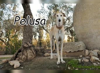 Wird Pelusa endlich geliebt?