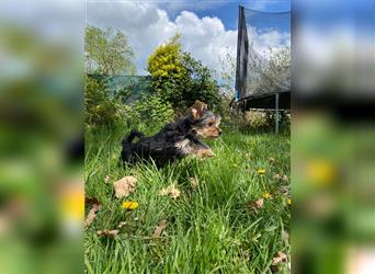 Yorkshire Terrier Welpen