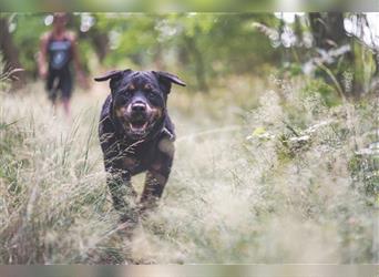Blacky, Rottweiler, geb. 2015, sucht hundeerfahrene Besitzer mit Grundstück