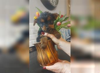 Reinrassige, wunderschöne Yorkshire Terrier Welpen zu verkaufen