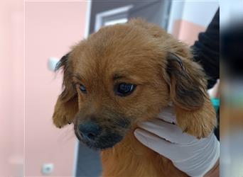Lukas kleiner Pekinesen Welpe Mischlingsrüde Mischling Rüde Junghund sucht Zuhause oder Pflegestelle