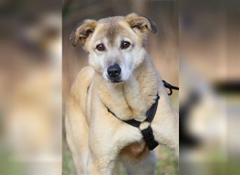 Wer schenkt dem sensiblen Hundeopa Samu ein fürsorgliches Zuhause