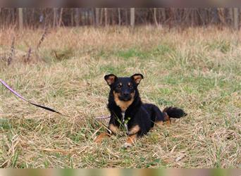 Unser schüchternes Hundemädchen Bossi wünscht sich liebevolle Zweibeiner