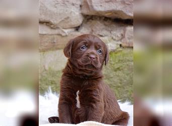 Traumhaft schöne Labradorwelpen in chocolate!