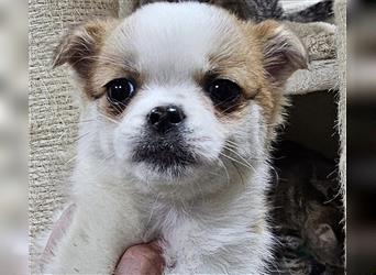 Tessa,Chihuahua-Spitz-Pekinesen Mix Mädel sucht ihre Familie