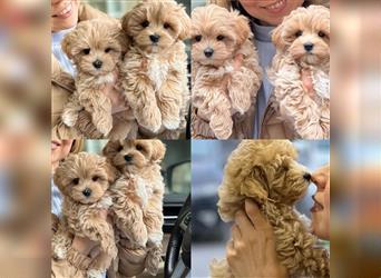 Maltipoo Welpen, Malteser & Zwergpudel, Weibchen & rüden