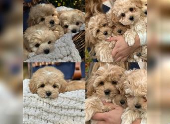 Maltipoo Welpen, Malteser & Zwergpudel, Weibchen & rüden