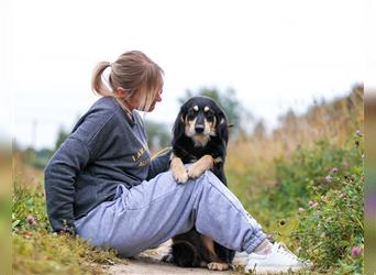 Die schöne Solka sucht eine ruhige Familie mit anderen Hunden!
