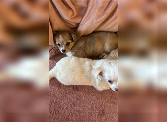 Chihuahua Welpe Weibchen