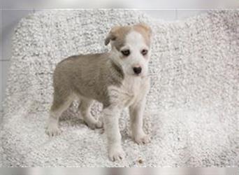 Welpe CANDY - das kleine Hundemädchen möchte mit seiner Familie die Welt entdecken