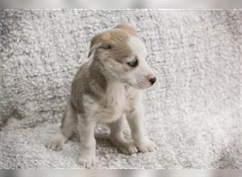Welpe CANDY - das kleine Hundemädchen möchte mit seiner Familie die Welt entdecken
