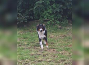 Zuckersüße Miniature Australian Shepherd Welpen ohne Abstammungsnacchweis.