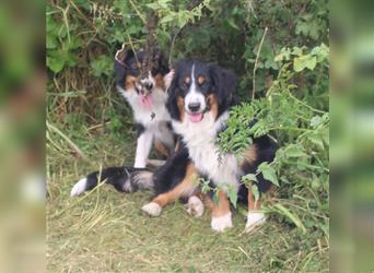 Traumhafte Miniature Australian Shepherd Junghunde ohne Abstammungsnacchweis.